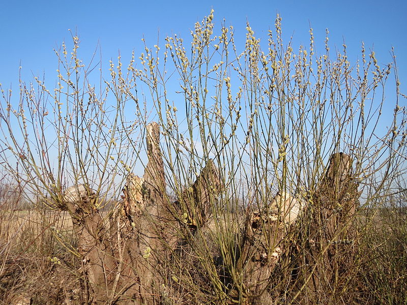 File:20150316Salix caprea02.jpg