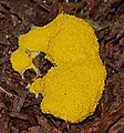 Gelbe Lohblüte - Fuligo septica