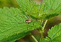 Weberknecht - Phalangium opilio, Weibchen