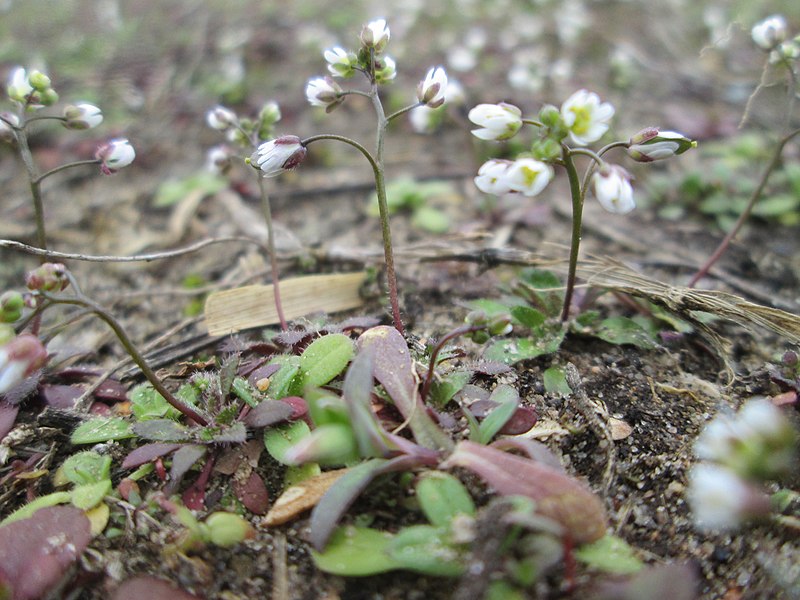 File:20190307Draba verna2.jpg