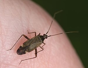 2020 05 04 Closterotomus fulvomaculatus.jpg