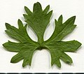 * Nomination Ranunculus acris. Leaf adaxial side. --Knopik-som 09:54, 20 July 2021 (UTC) * Promotion  Support Good quality. --Steindy 10:09, 20 July 2021 (UTC)