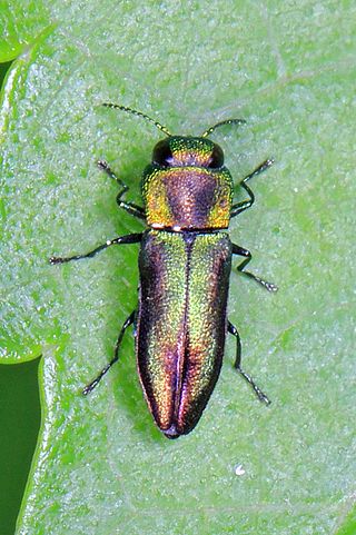 <i>Anthaxia quercata</i> Species of beetle