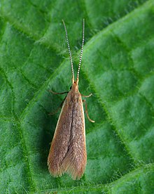 Coleophora limosipennella, female 37.012 BF499 Coleophora limosipennella F (5825333557).jpg