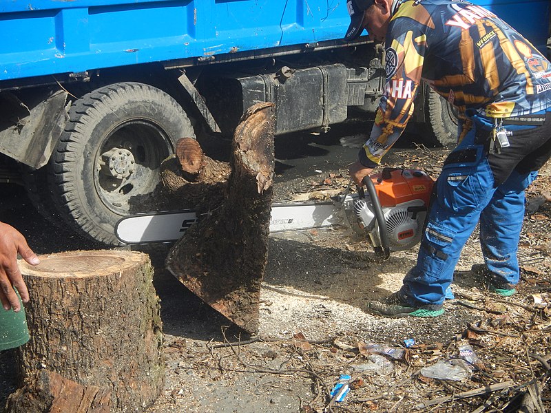 File:9852Baliuag DRRM workers cutting acacia tree trunks with Stihl chainsaws 34.jpg