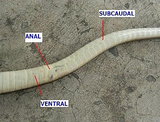 <span class="mw-page-title-main">Subcaudal scales</span> Enlarged scales on the underside of the tail in snakes