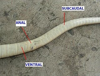 Subcaudal scales