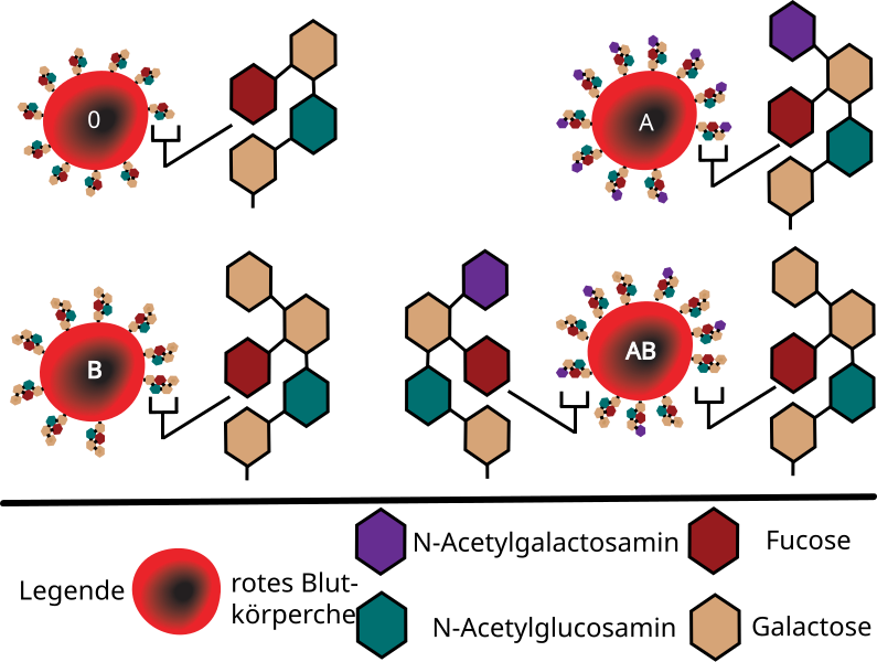 File:ABO blood group diagram-de.svg