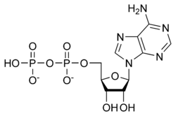 ADP chemical structure.png