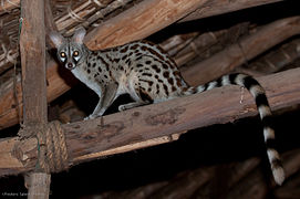 A female common genet in the dining room, Satao Camp.jpg