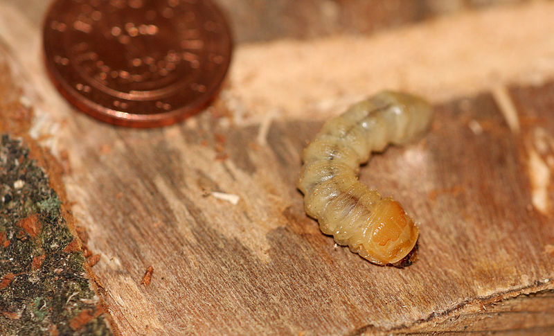File:A glabripennis larva.jpg