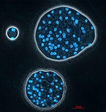 Kolonie von Abeoforma whisleri (Ichthyospora) gefärbt mit Hoechst (Kerne in Blau) in vivo Bild von Maria Rubio und Cristina Aresté