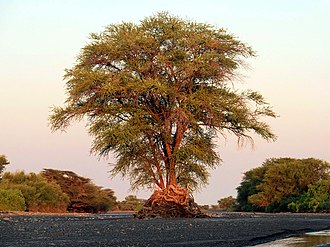 An Acacia tree in the Kokiselei river, northern Kenya Acacia at sunset in the Kokiselei river Turkana northern Kenya.jpg