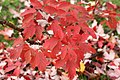 Autumn foliage closeup