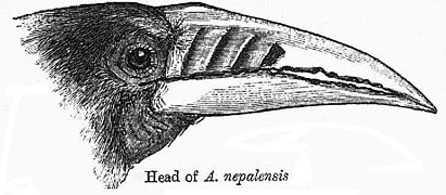 Dibujo de la cabeza procedente del libro de William Thomas Blanford, Fauna of British India