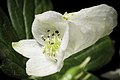 Aconitum japonicum subsp. subcuneatum