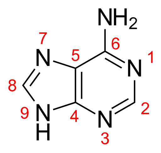 File:Adenine numbered.svg