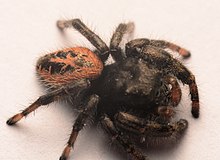 Dospělý samec Phidippus texanus dorsal3.jpg