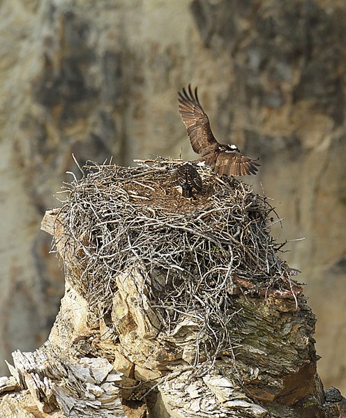 File:Adult osprey landing (21796287696).jpg