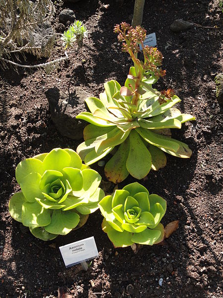 File:Aeonium nobile - Botanischer Garten, Frankfurt am Main - DSC02375.JPG