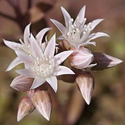 Two of the small brown flowers from Aeonium virgineum.