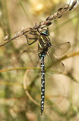 <span class="mw-page-title-main">Common hawker</span> Species of dragonfly