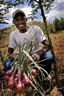 A farmer holding up onions he has grown on his farm near Gilgil, Kenya Africa Food Security 21 (10665132276).jpg