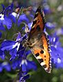 Aglais urticae