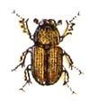 Agrilinus rufus