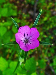 Agrostemma githago Flower