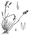 Vignette pour Agrostis mertensii