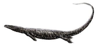 Life restoration of O. bucchichi Aigialosaurus bucchichi.jpg