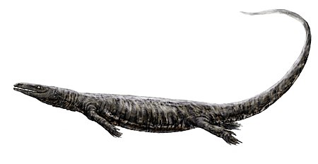 Tập_tin:Aigialosaurus_bucchichi.jpg