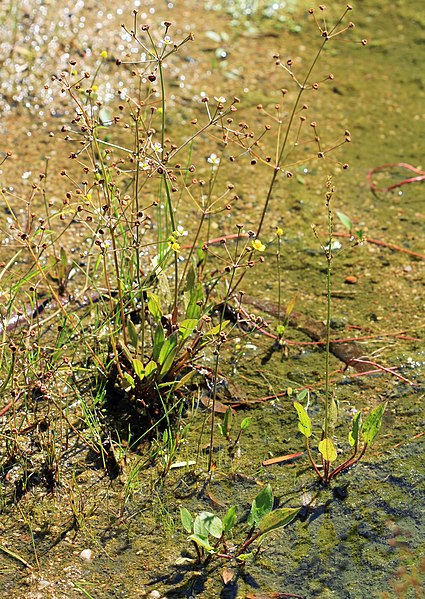 File:Alisma gramineum Prague 2013 1.jpg