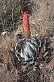 Aloe peglerae MS2011ZA358.jpg