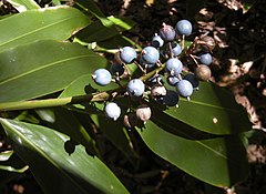 Description de l'image Alpinia caerulea fruit.jpg.