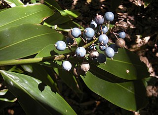 <i>Alpinia caerulea</i> Species of flowering plant