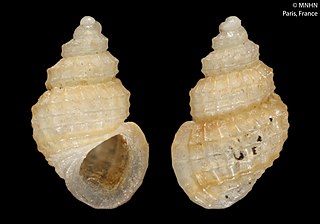 <i>Alvania desabatae</i> Species of gastropod