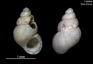 <i>Alvania valeriae</i> Species of gastropod