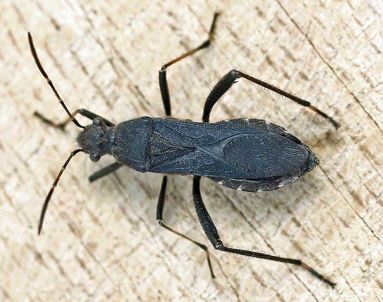 File:Alydus calcaratus01.jpg