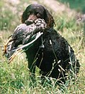 Vignette pour Chien d'eau américain