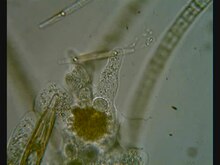 Archivo:Amoeba engulfing diatom.ogv