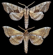 Amorpha juglandis MHNT CUT 2010 0 266 Sank City Sank Co Wisconsin male.jpg