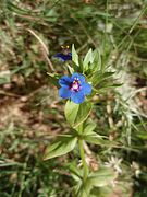 Lysimachia tyrrhenia Syn. Anagallis crassifolia