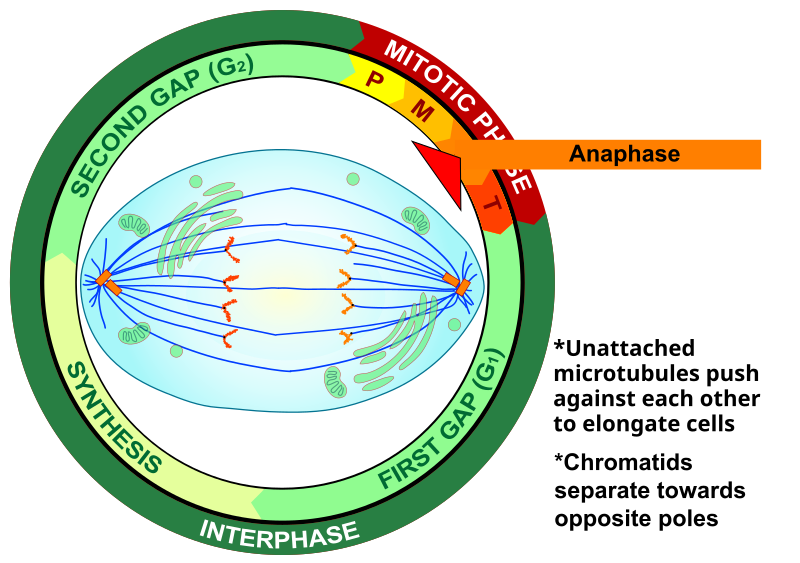 File:Anaphase eukaryotic mitosis.svg