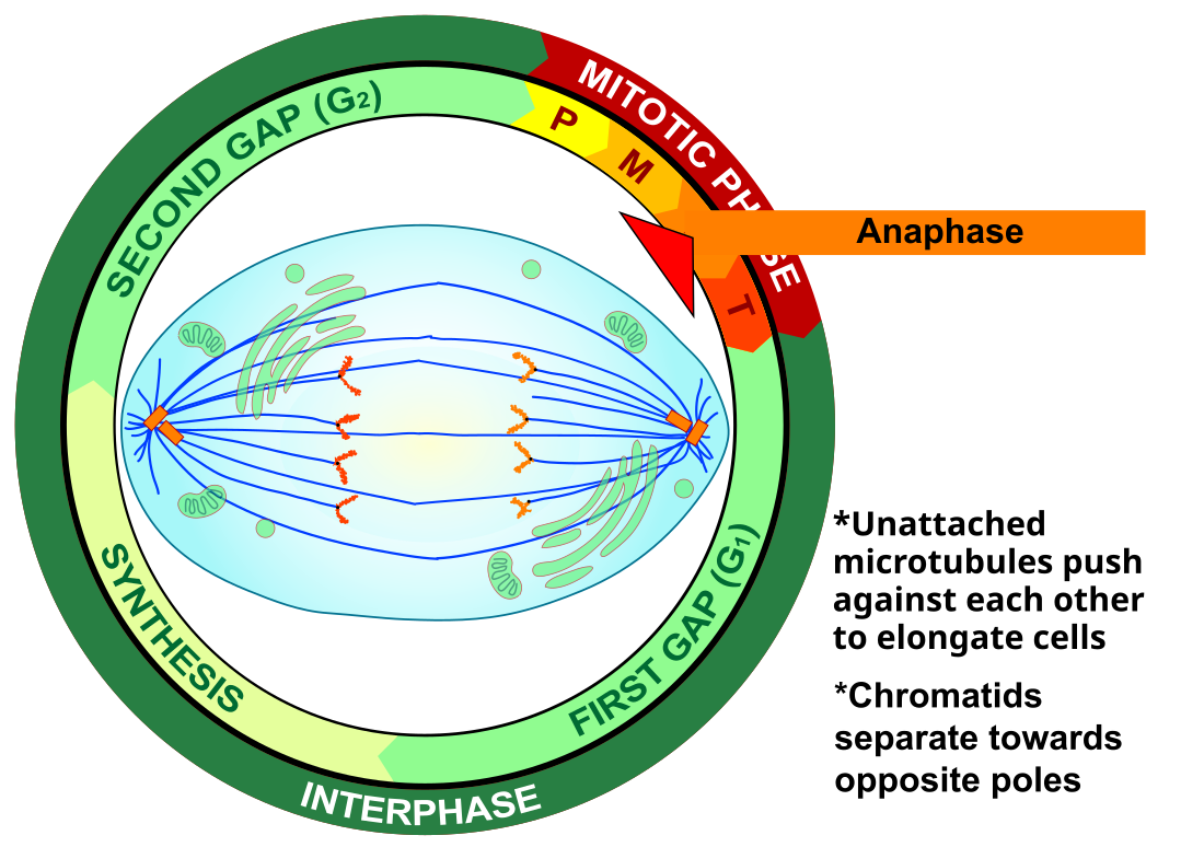 File:Anaphase eukaryotic mitosis.svg