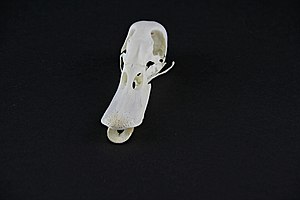 Anatidae-skull03.jpg