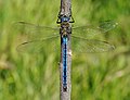 * Nomination Emperor Dragonfly. --Quartl 19:34, 3 April 2011 (UTC) * Promotion Good quality. Siehe nebenan --Smial 15:29, 4 April 2011 (UTC)