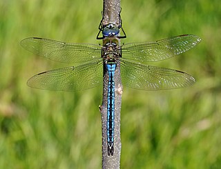 Emperor (dragonfly) species of insect