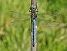 51 Commons:Picture of the Year/2011/R1/Anax imperator qtl2.jpg